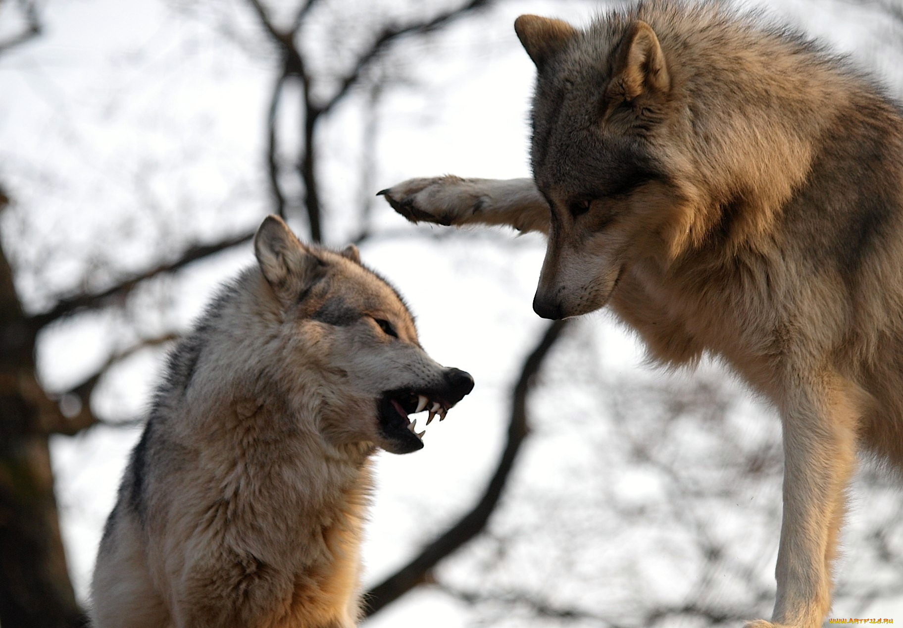 Волк поговори. Общение Волков. Коммуникация Волков. Волки общаются. Хищные животные волки.